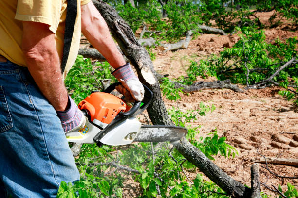 Trusted Upland, IN Tree Services Experts